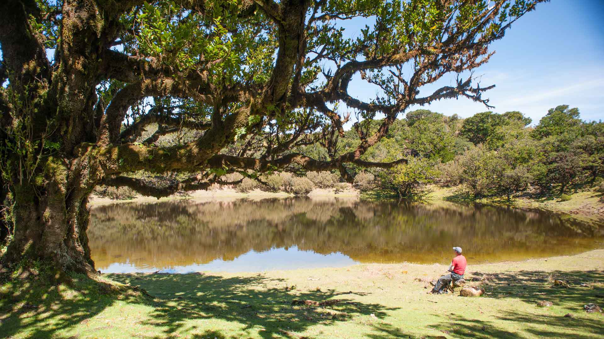 Person sitting by lagoon surrounded by trees in Madeira.