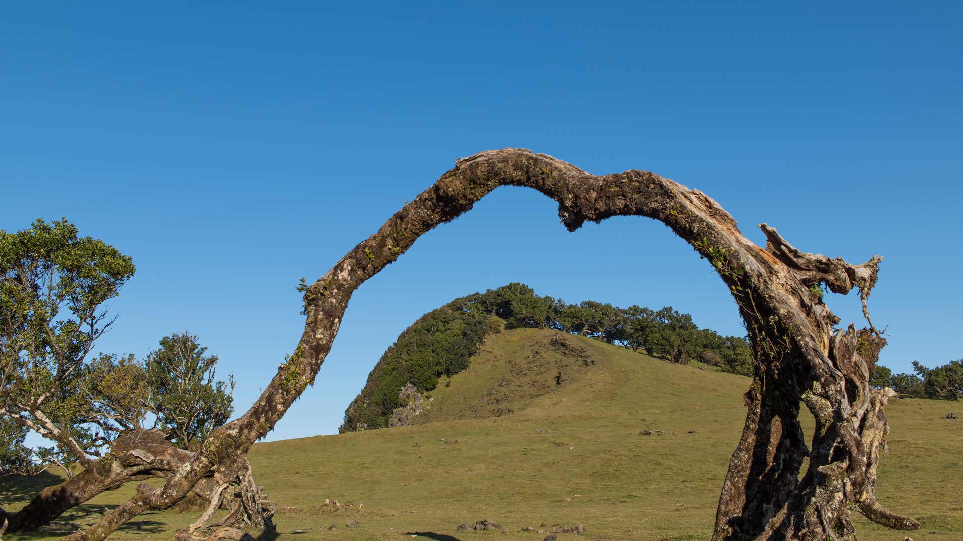 Fallen tree in natural area with visible sky in Madeira.