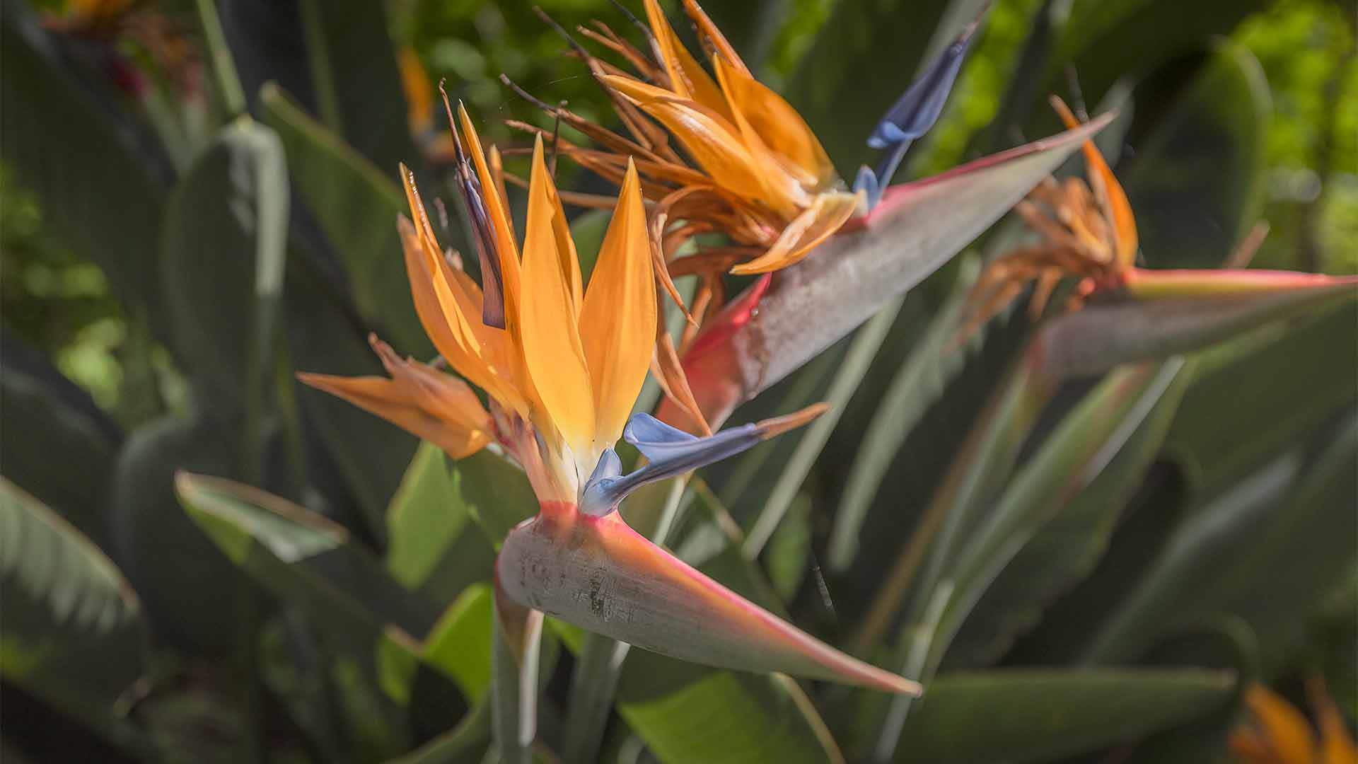 jardim da quinta magnólia 5