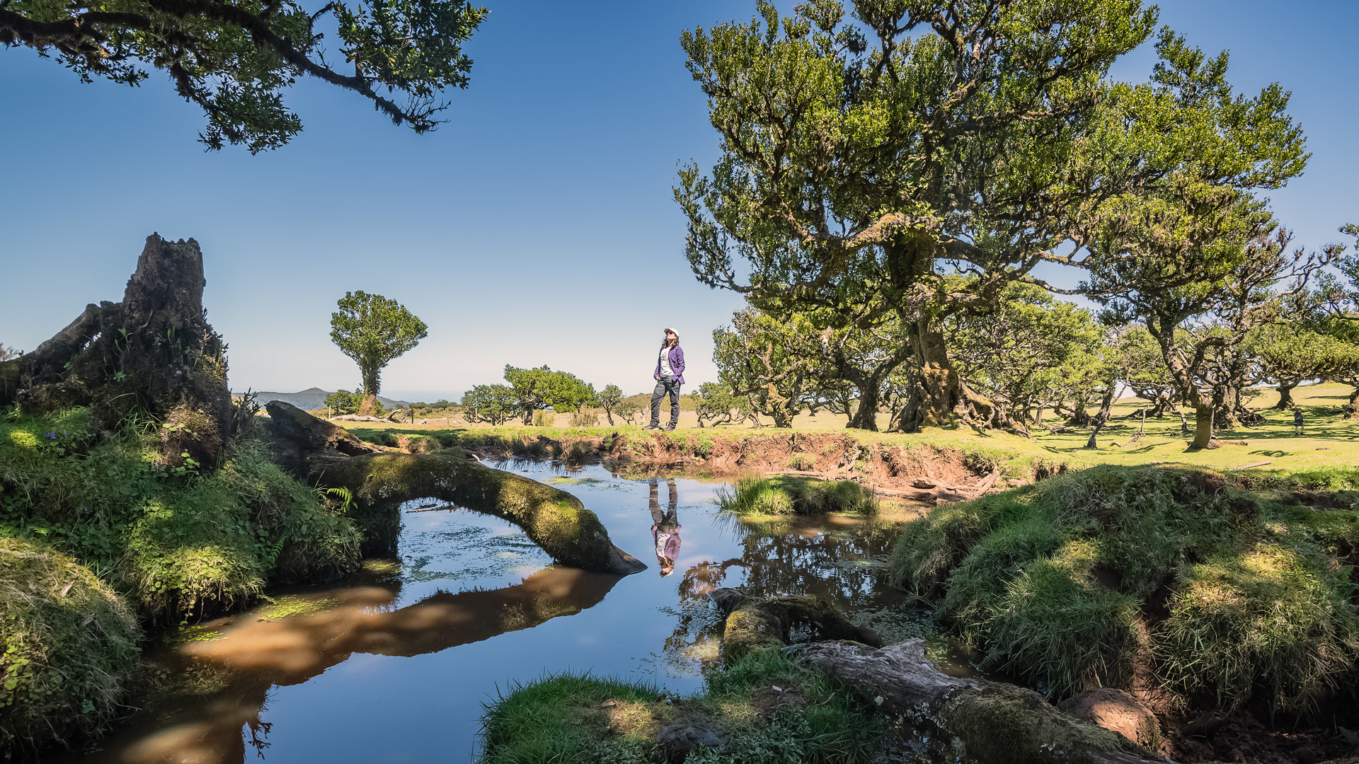 Pessoa junto a lago com árvore na paisagem natural da Madeira.