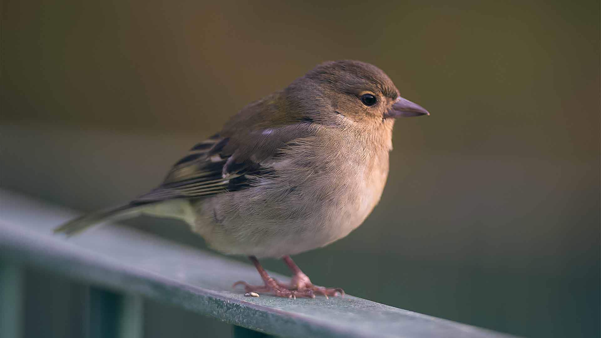 observation des oiseaux à Madére 2