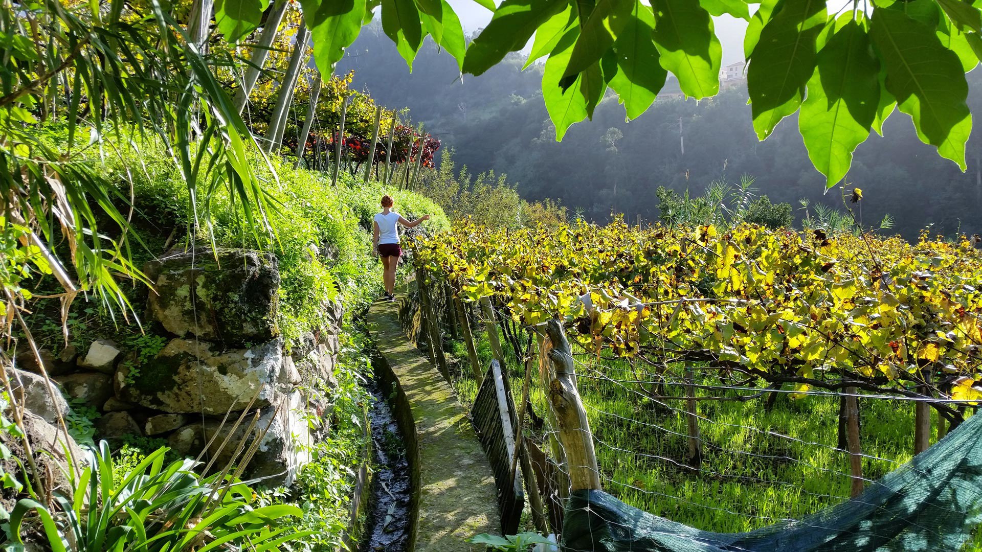 wine tours madeira 3