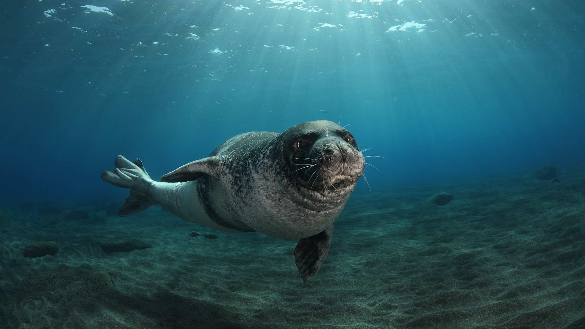 Seelöwe schwimmt unter Wasser.
