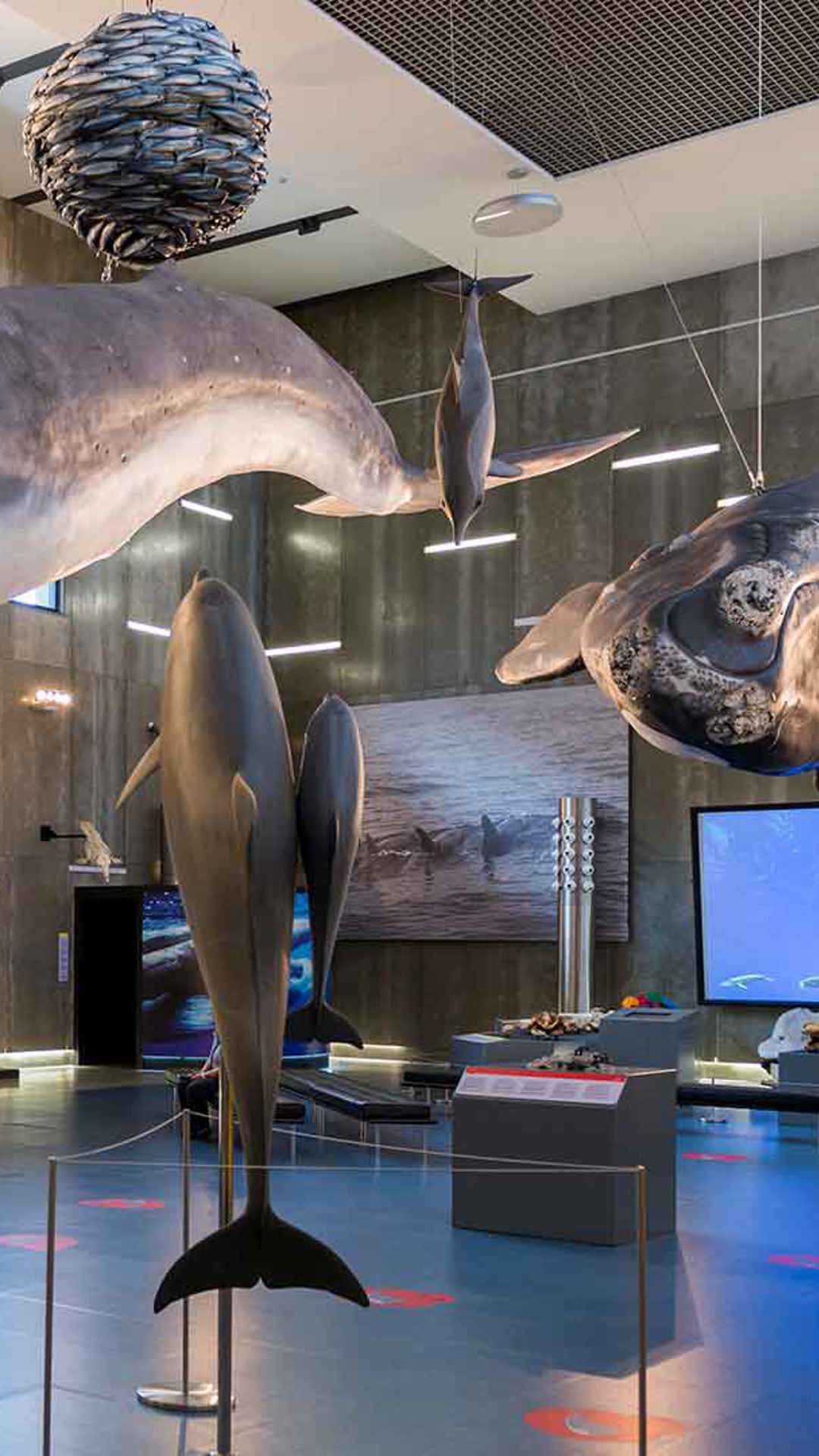 whale museum madeira 5