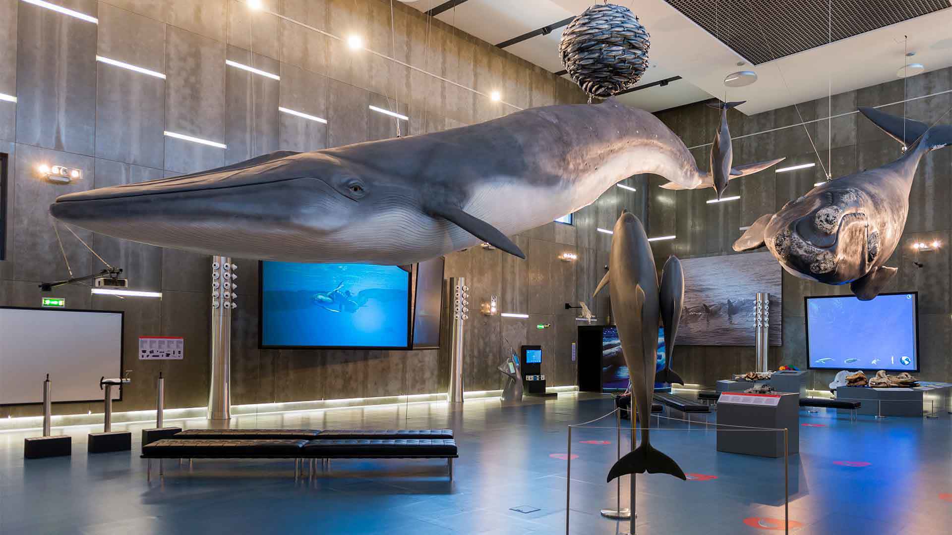 musée de la baleine 5