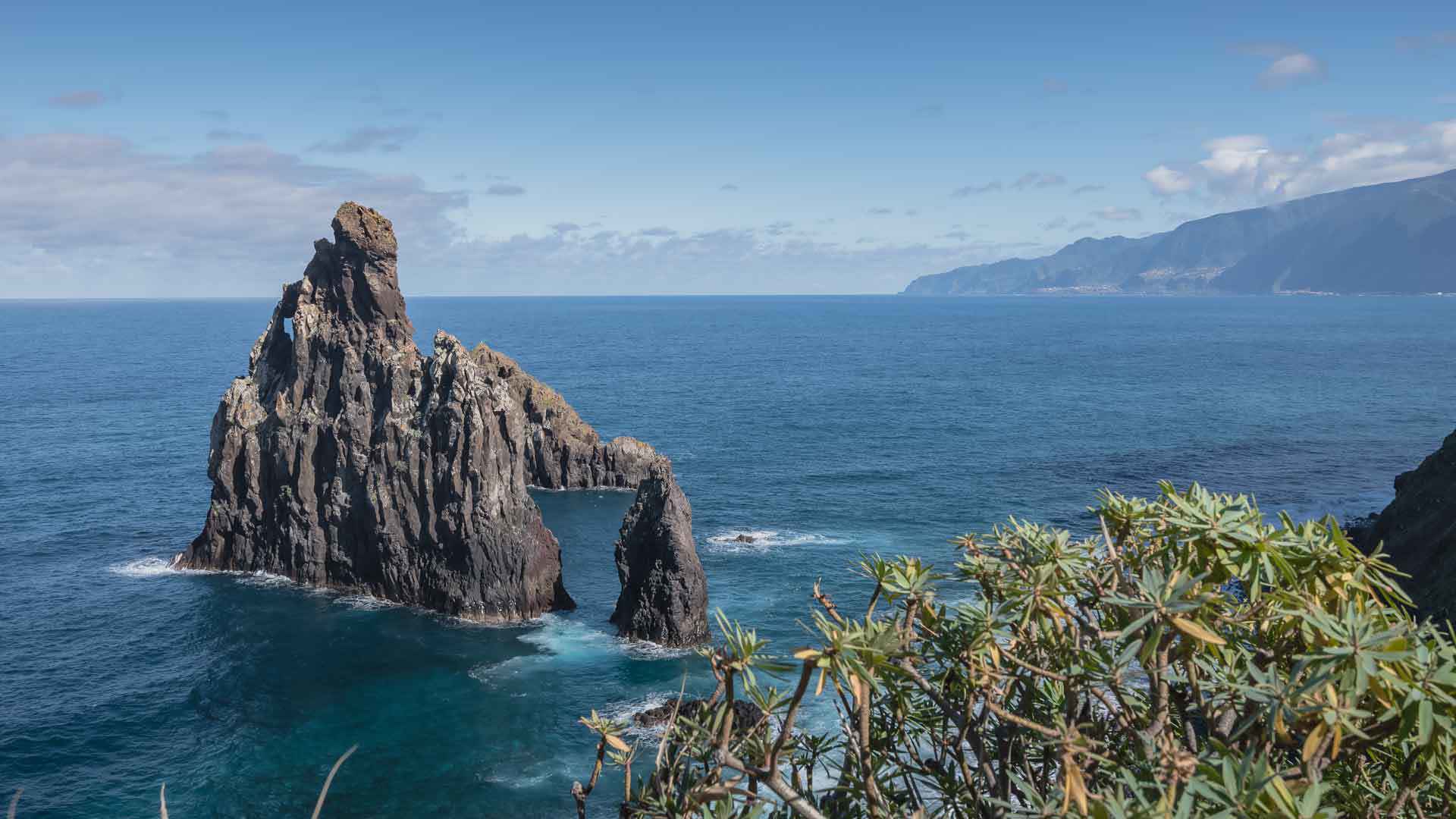 Rock formation in the sea with a tree on Madeira’s coast.