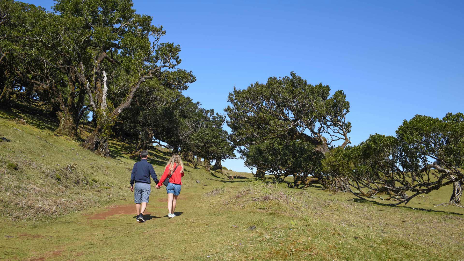 Paar hält Händchen und geht zwischen Bäumen und Natur auf Madeira.