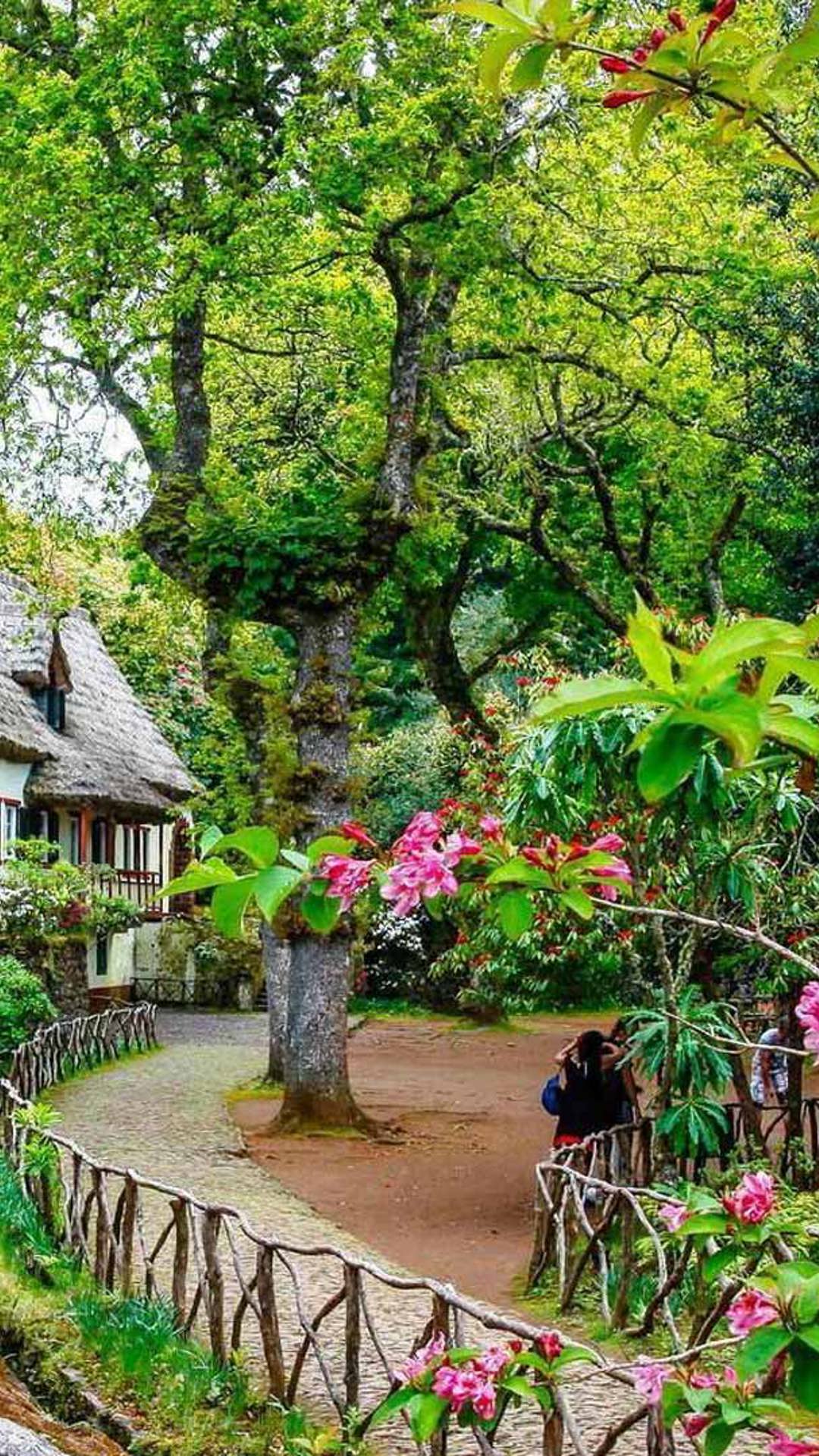 Casa rodeada de naturaleza y árboles en Madeira.