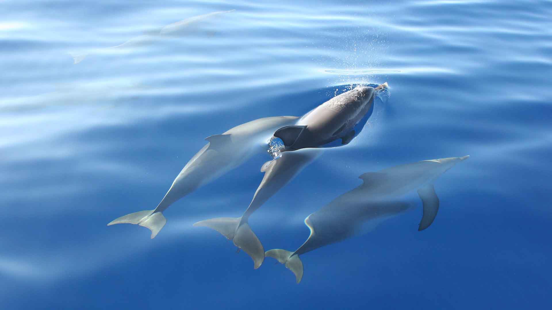 Observación de ballenas y delfines en Machico 3