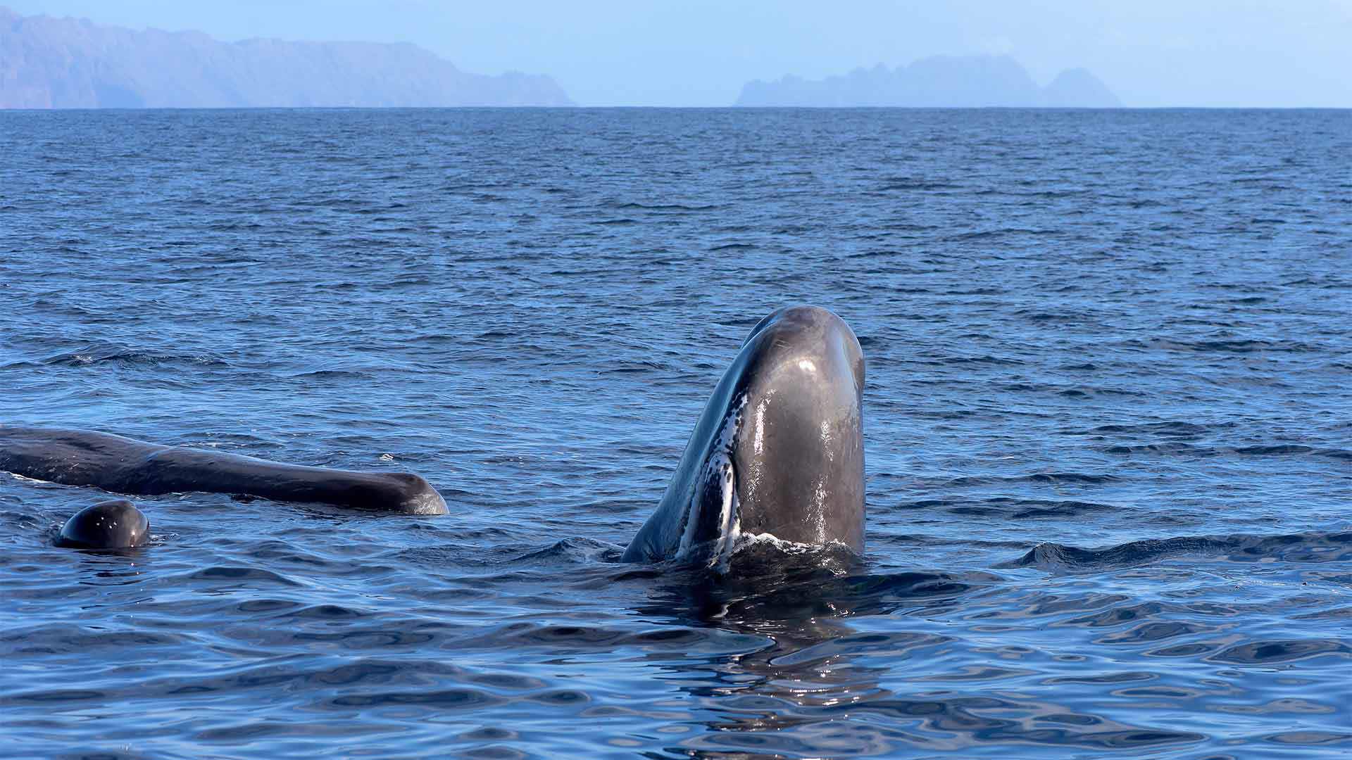 avistamiento de ballenas y delfines madeira 4