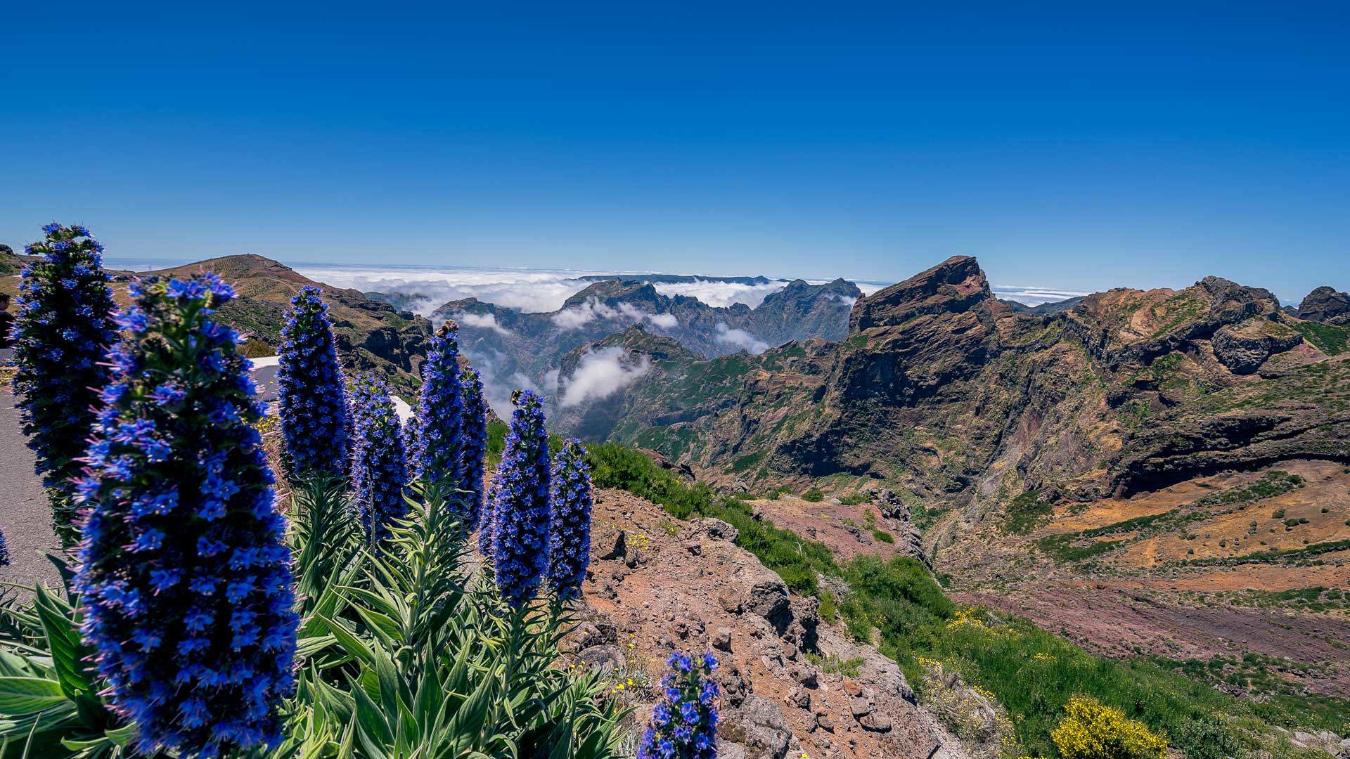 Flores moradas en la montaña con nubes al fondo en Madeira.