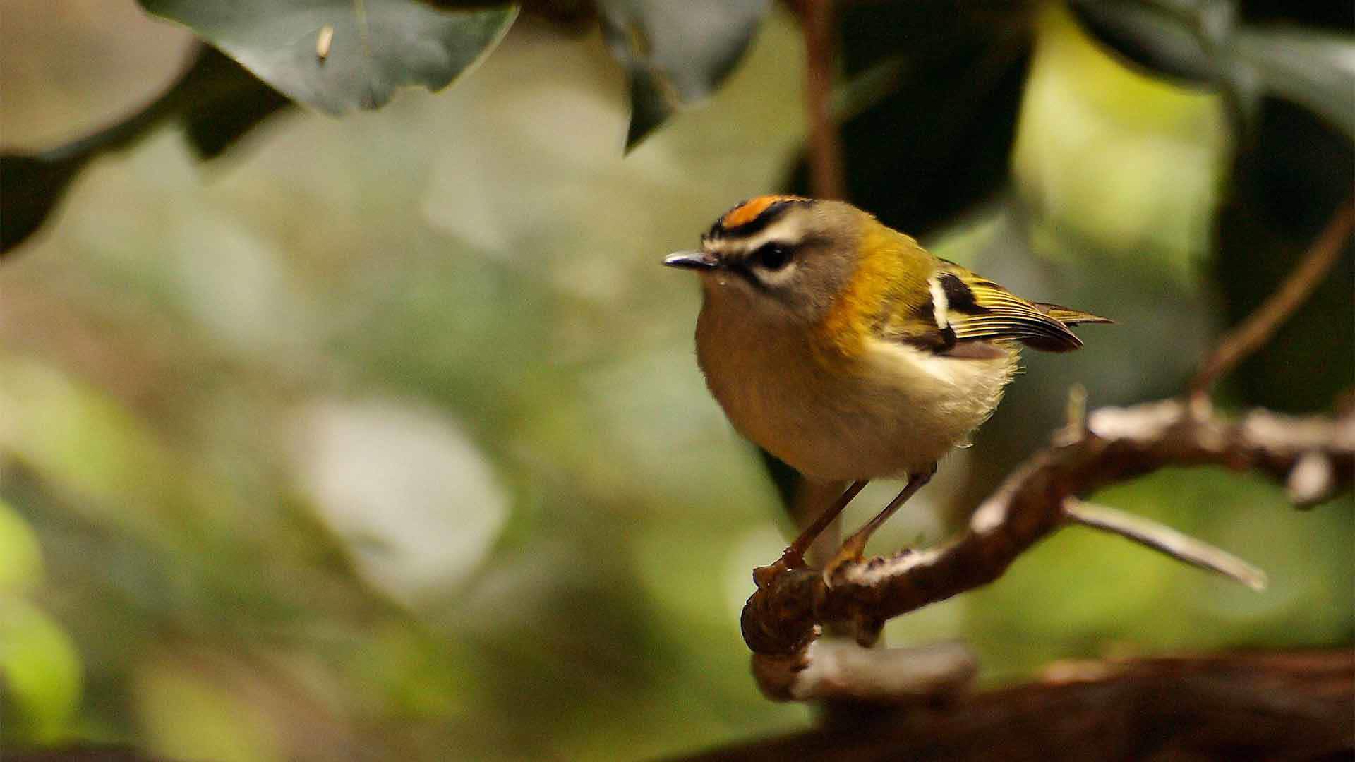 observação de aves na madeira 4