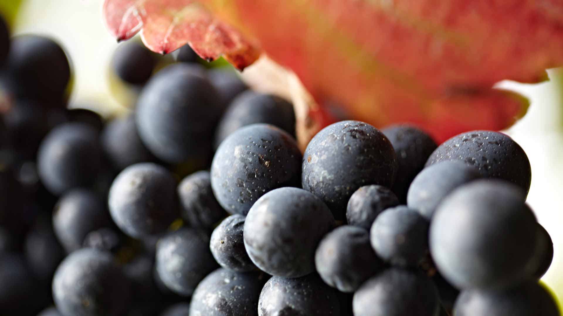 Uvas utilizadas para la producción de vino de Madeira, en la isla de Madeira.