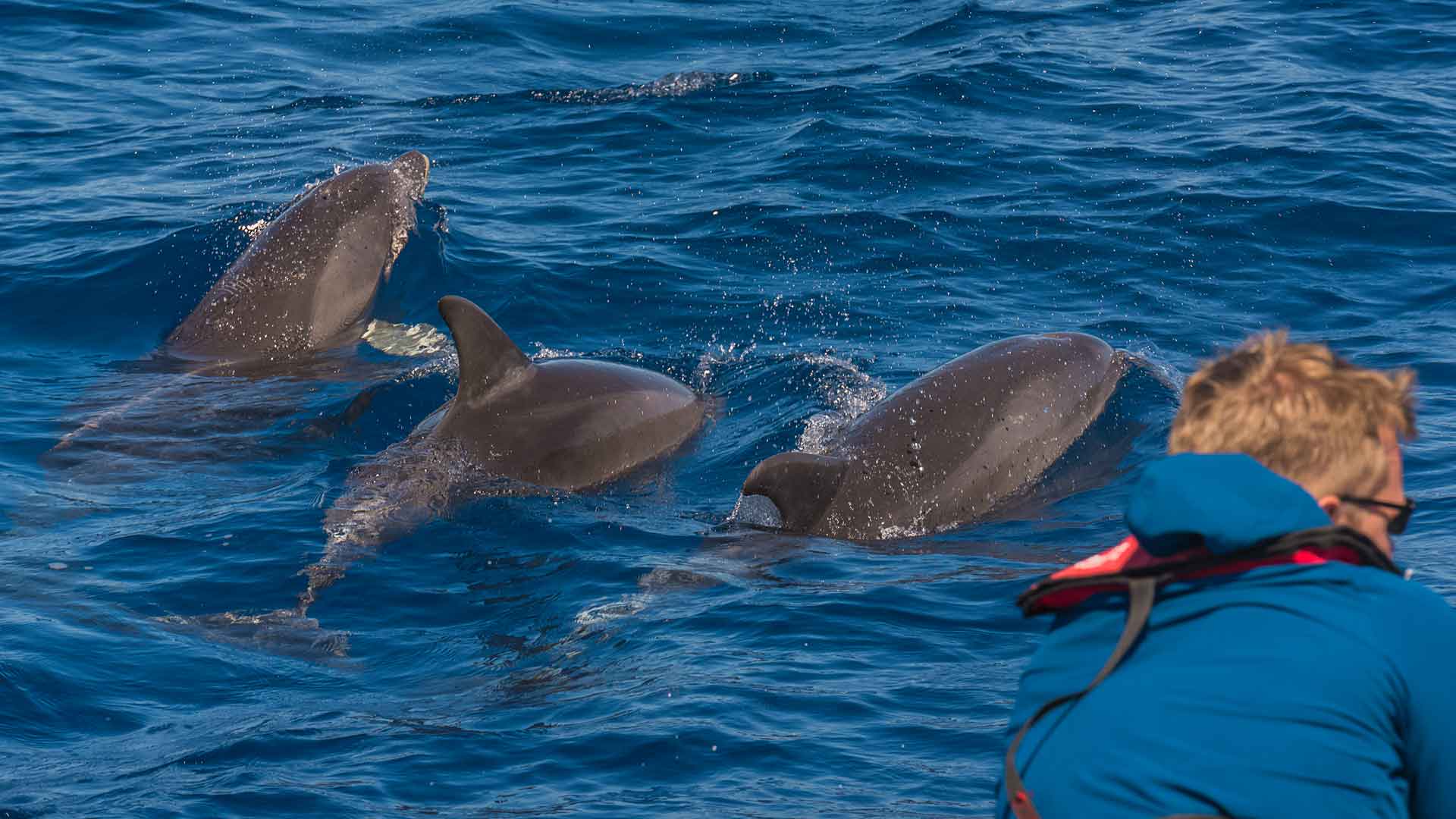 Observación de ballenas y delfines en Machico 2