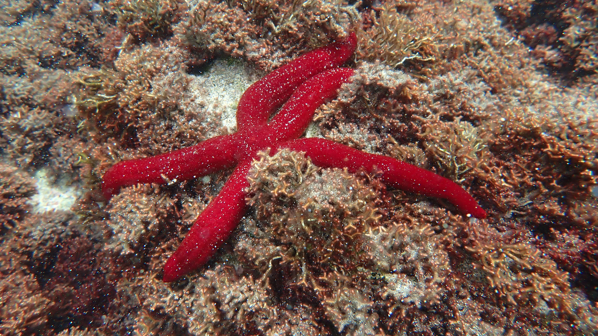 snorkelling caniçal 4