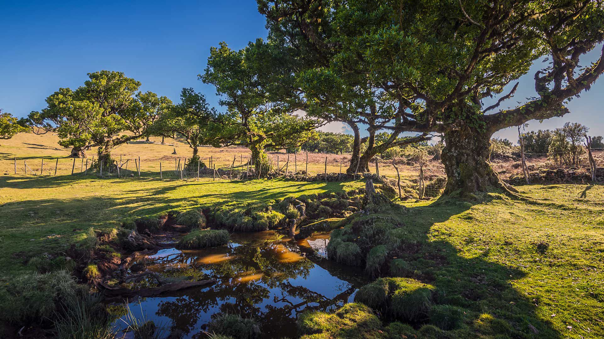 Arbre près d’une lagune entourée de nature sereine à Madère.