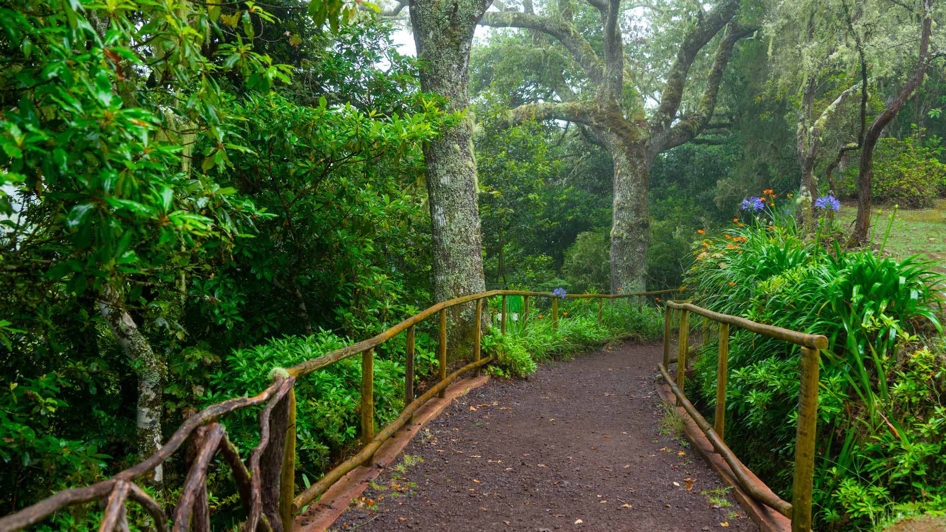 Trail with wooden fence surrounded by nature in Madeira.