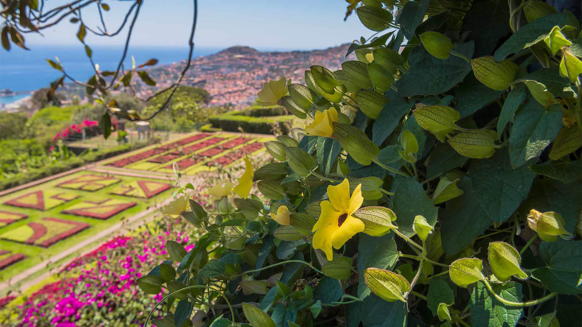 Close-up of green leaves with colorful flowers in the background at the Madeira Botanical Garden.