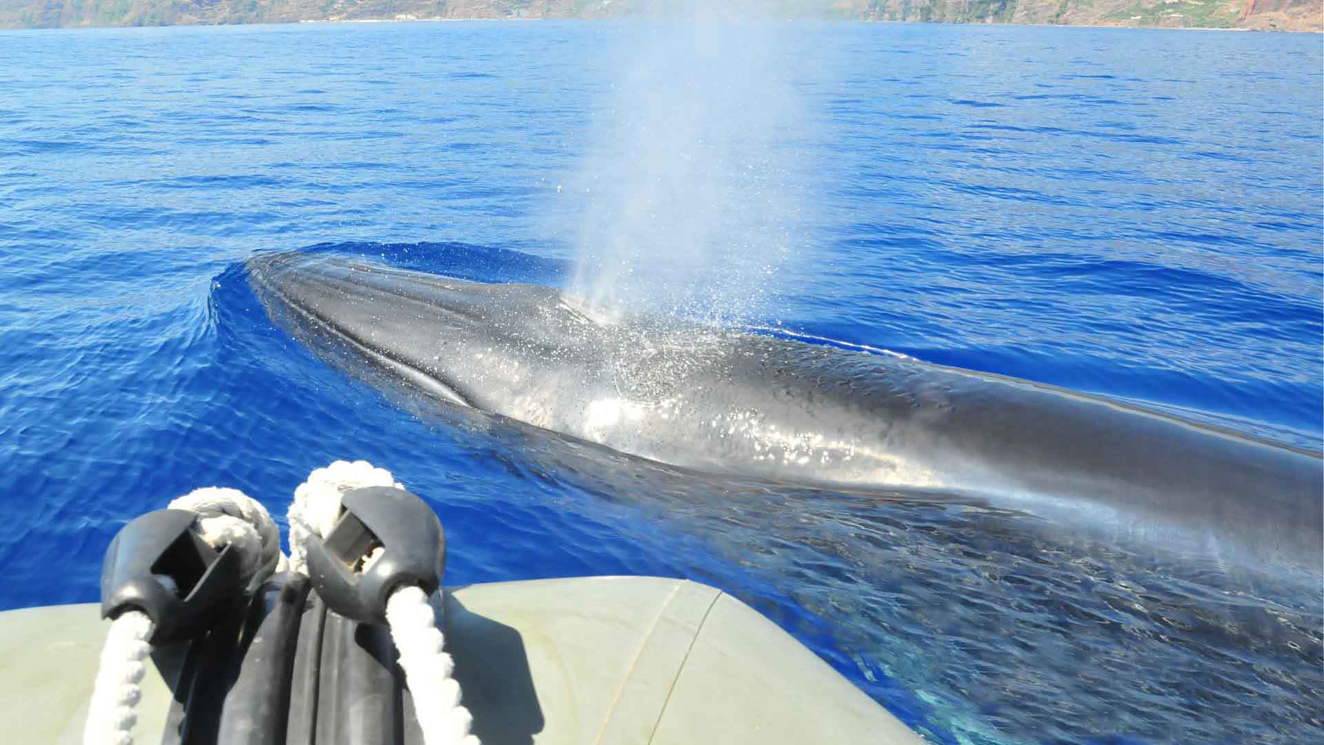 Observación de ballenas y delfines en Calheta 9