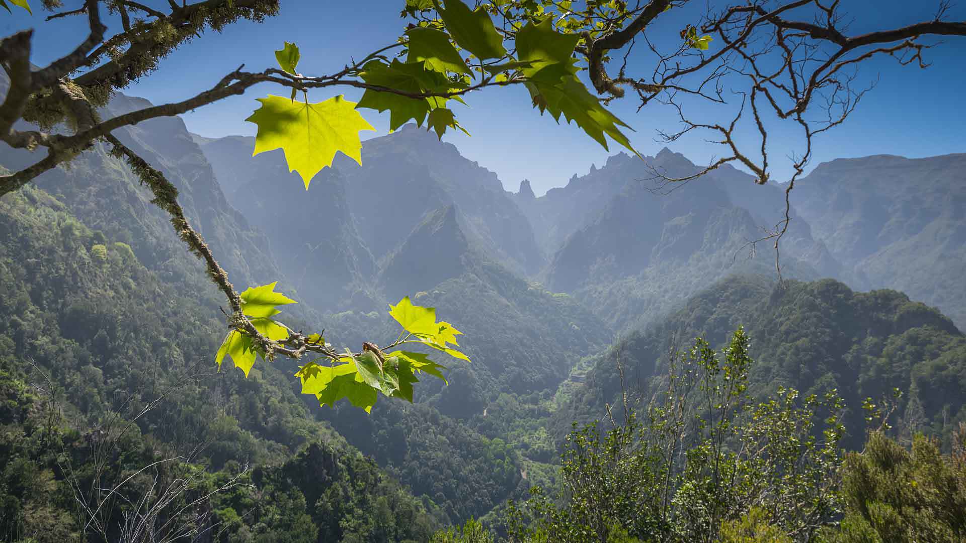 Rama de árbol con hojas frente a una montaña en Madeira.