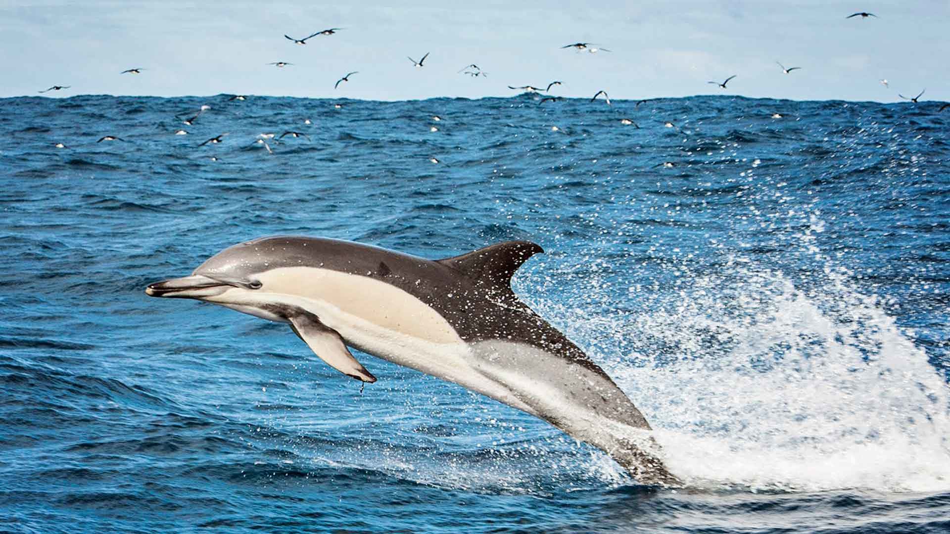 Observation des baleines et des dauphins à Funchal 2