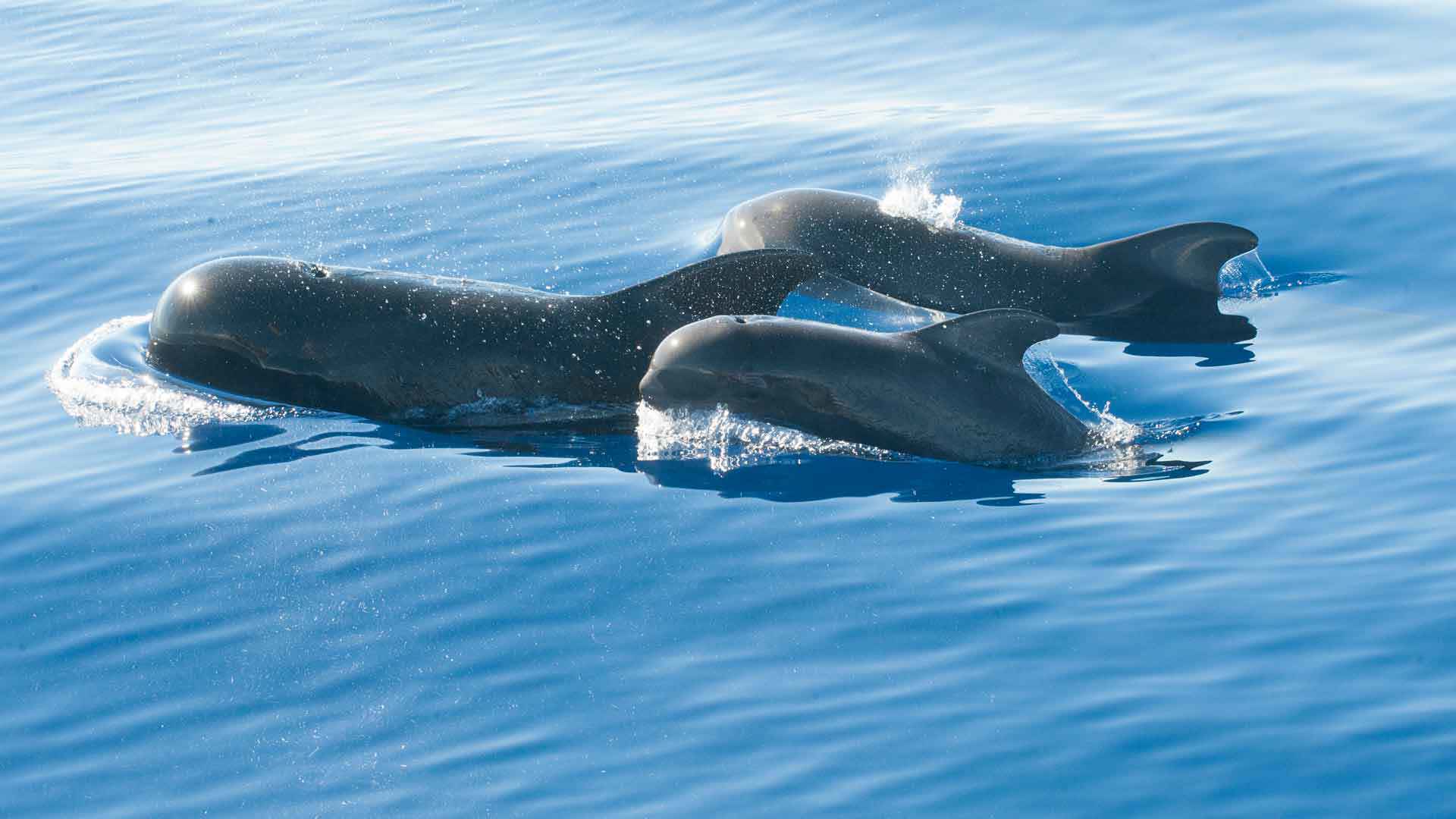 Observación de ballenas y delfines en Calheta 2