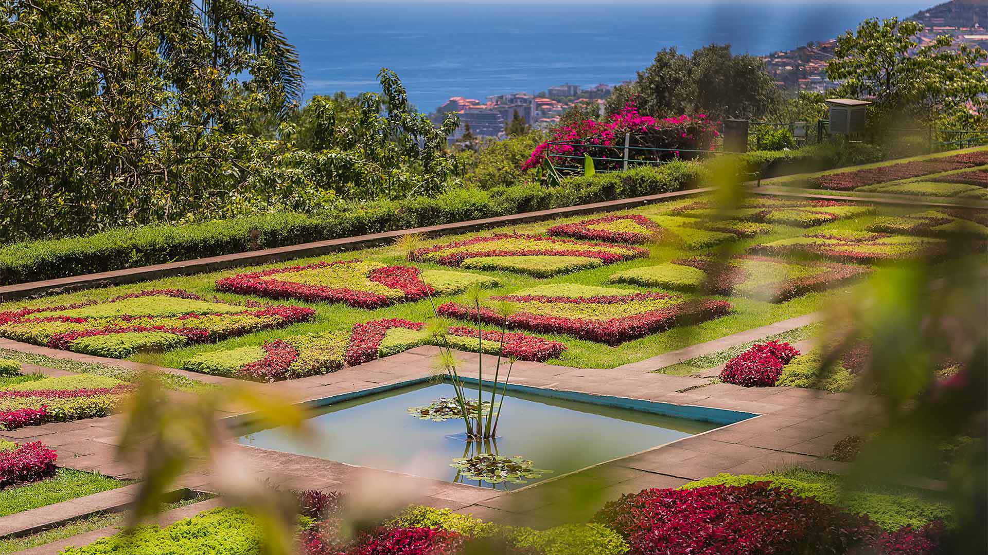 Colorful flowers beside a small pond at the Botanical Garden on Madeira Island.