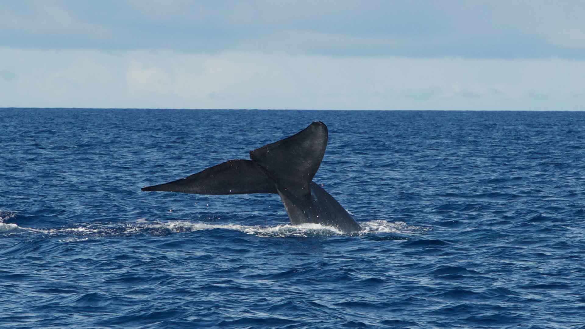 Observación de ballenas y delfines en Porto Santo 3