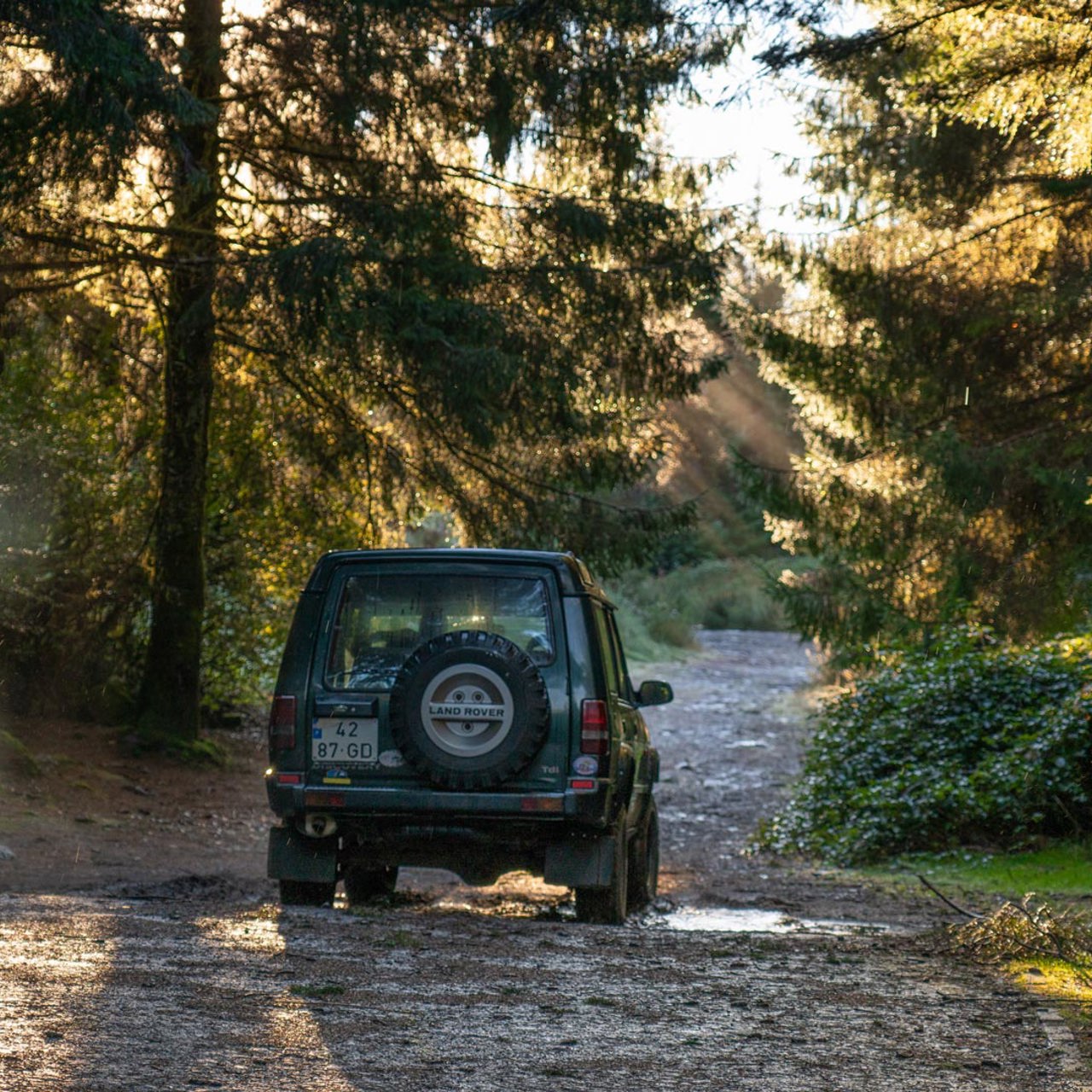 Jeep tour pela serra com árvores altas e sol.