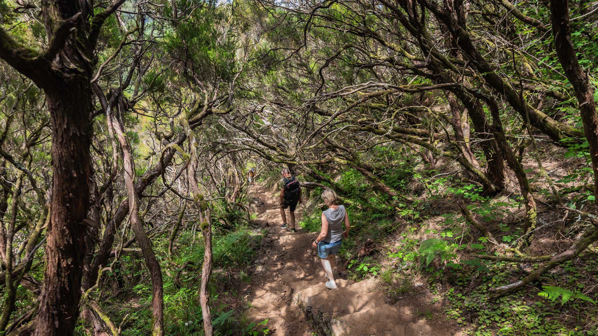 Two people walking down stairs on a hike among trees.