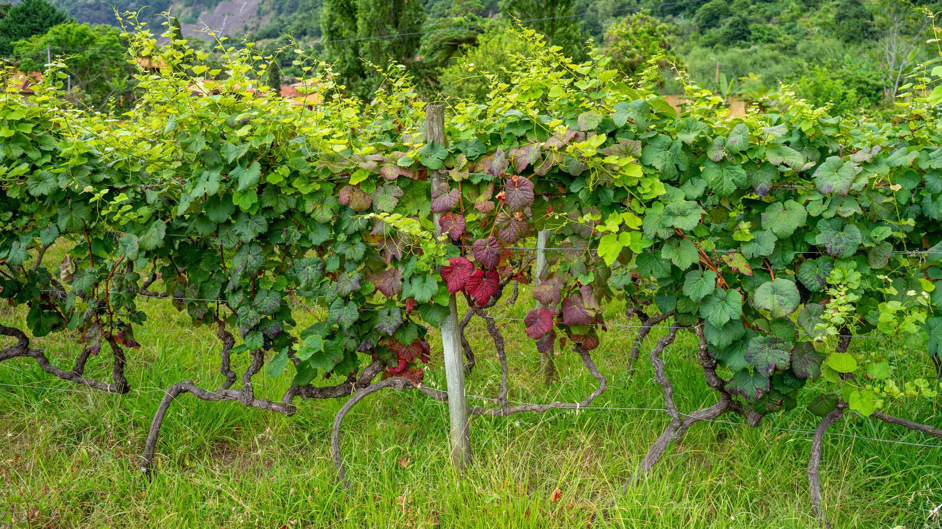 Museum für Rebe und Wein 6