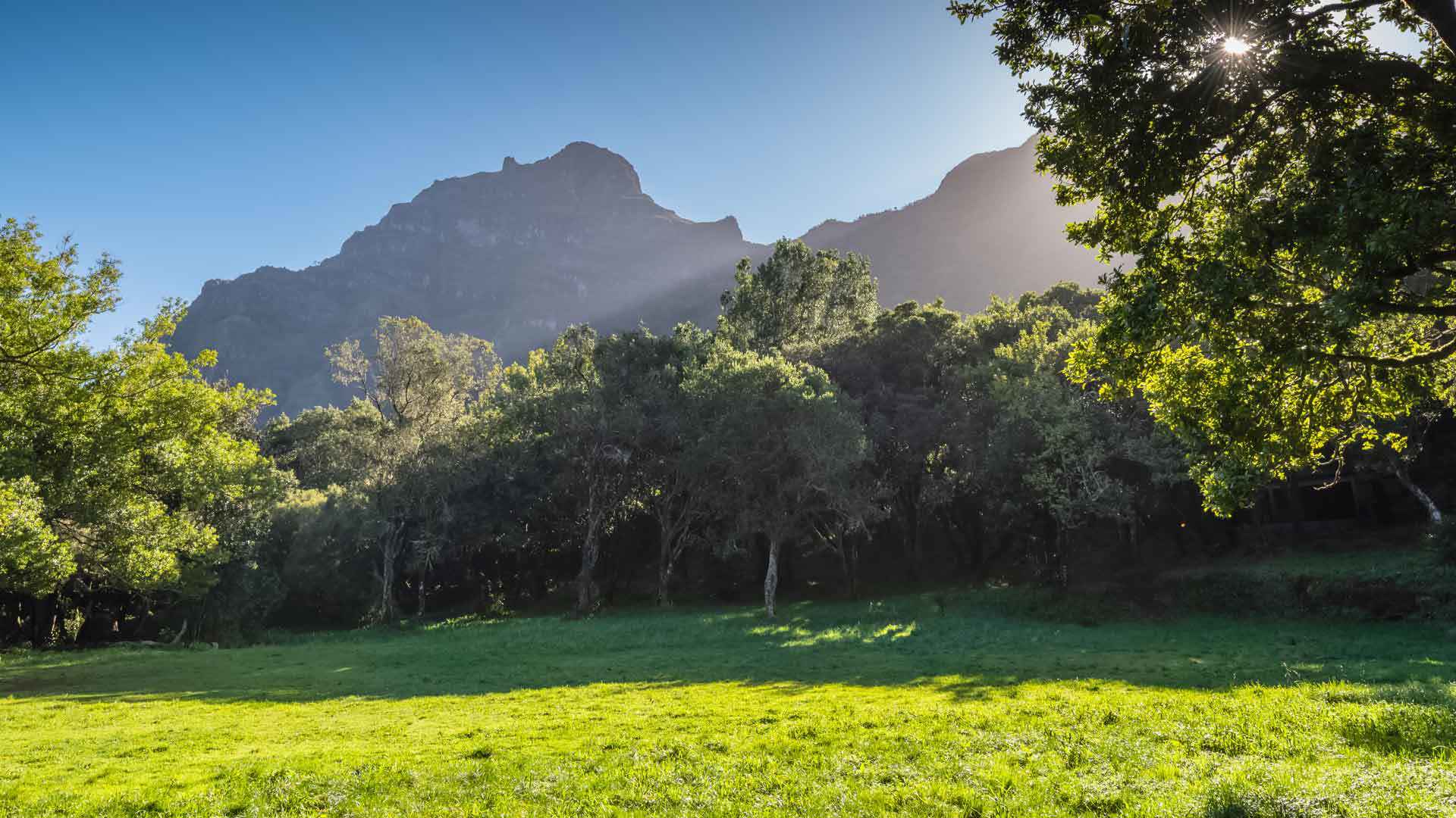 Trees with sun rays shining over green mountain.