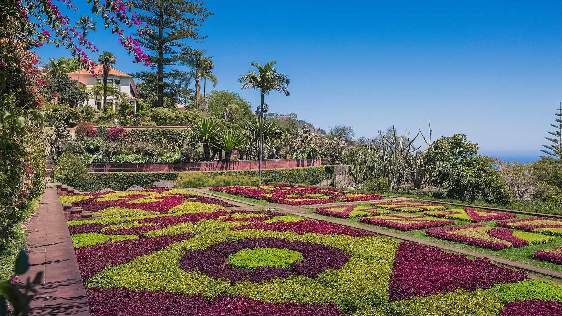 Fleurs colorées au Jardin botanique, sur l'île de Madère.
