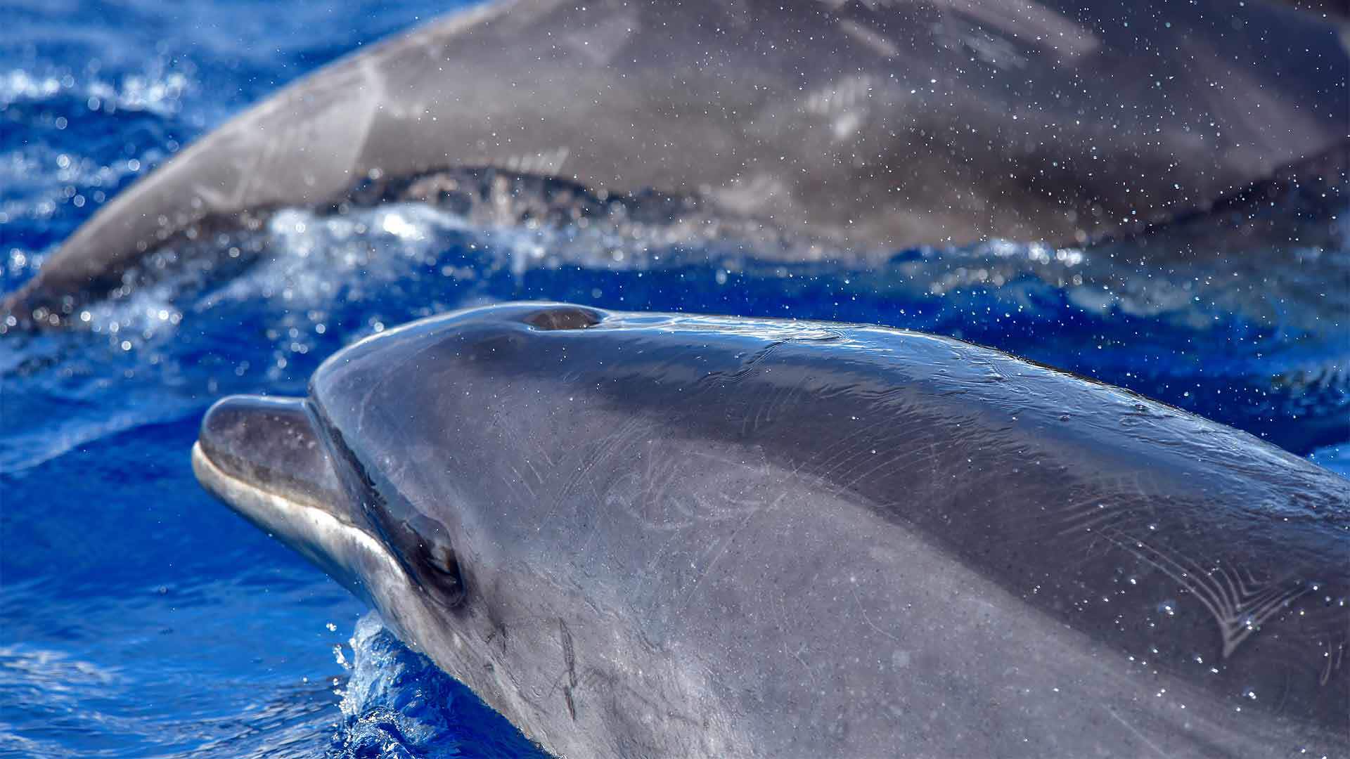 avistamiento de ballenas y delfines madeira 1
