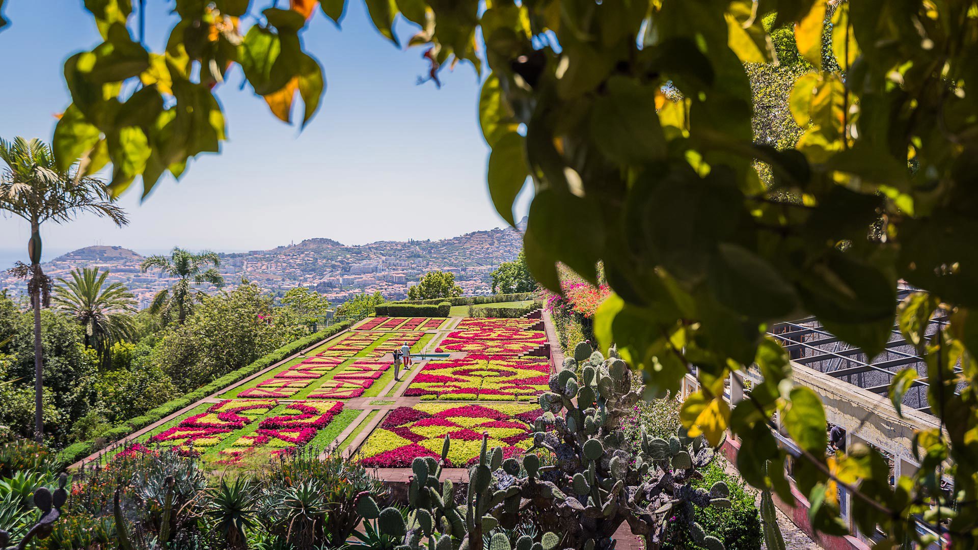 Bunte Blumen im Botanischen Garten mit Blick auf Funchal auf der Insel Madeira.