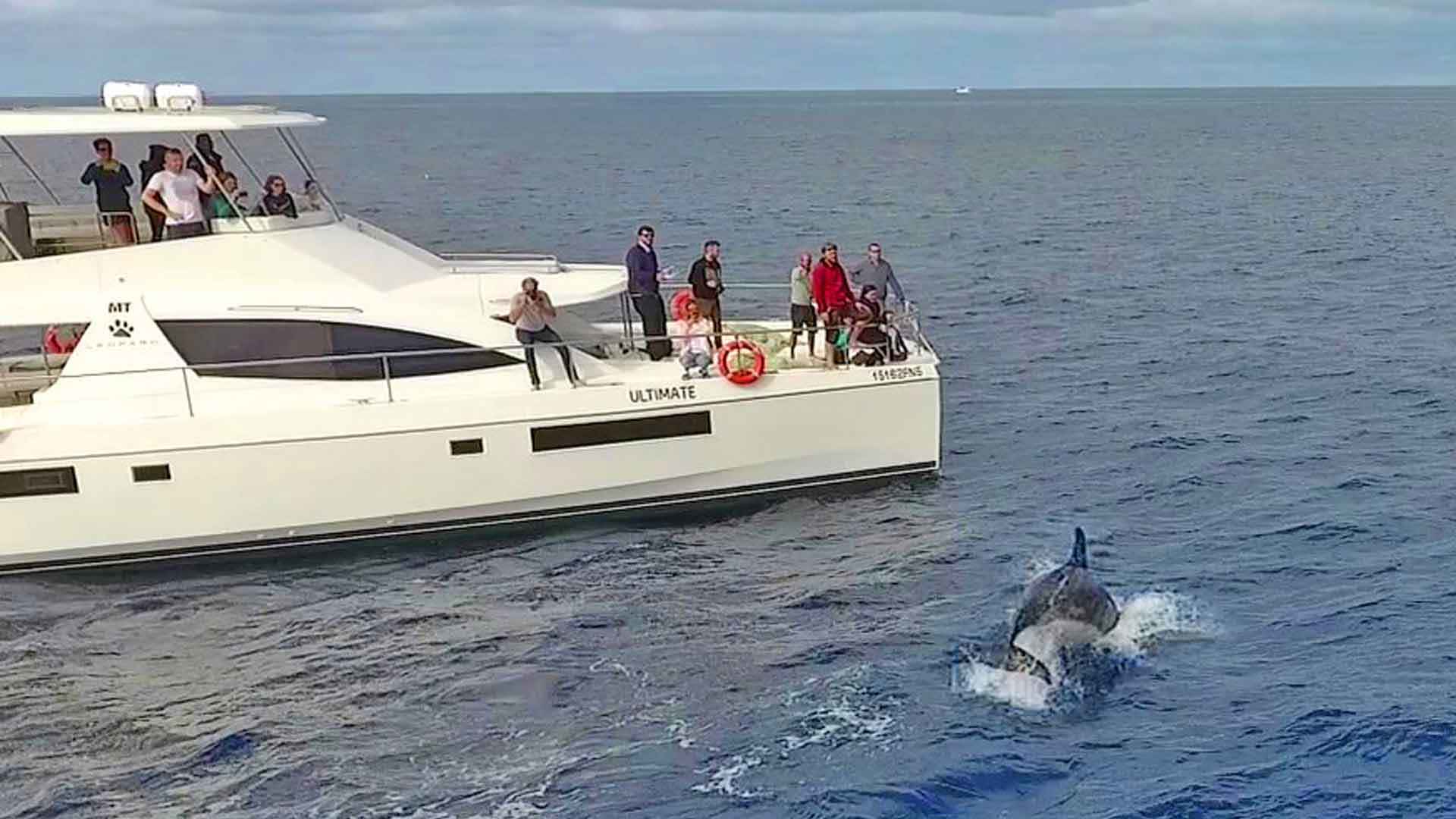 Observation des baleines et des dauphins à Funchal 3