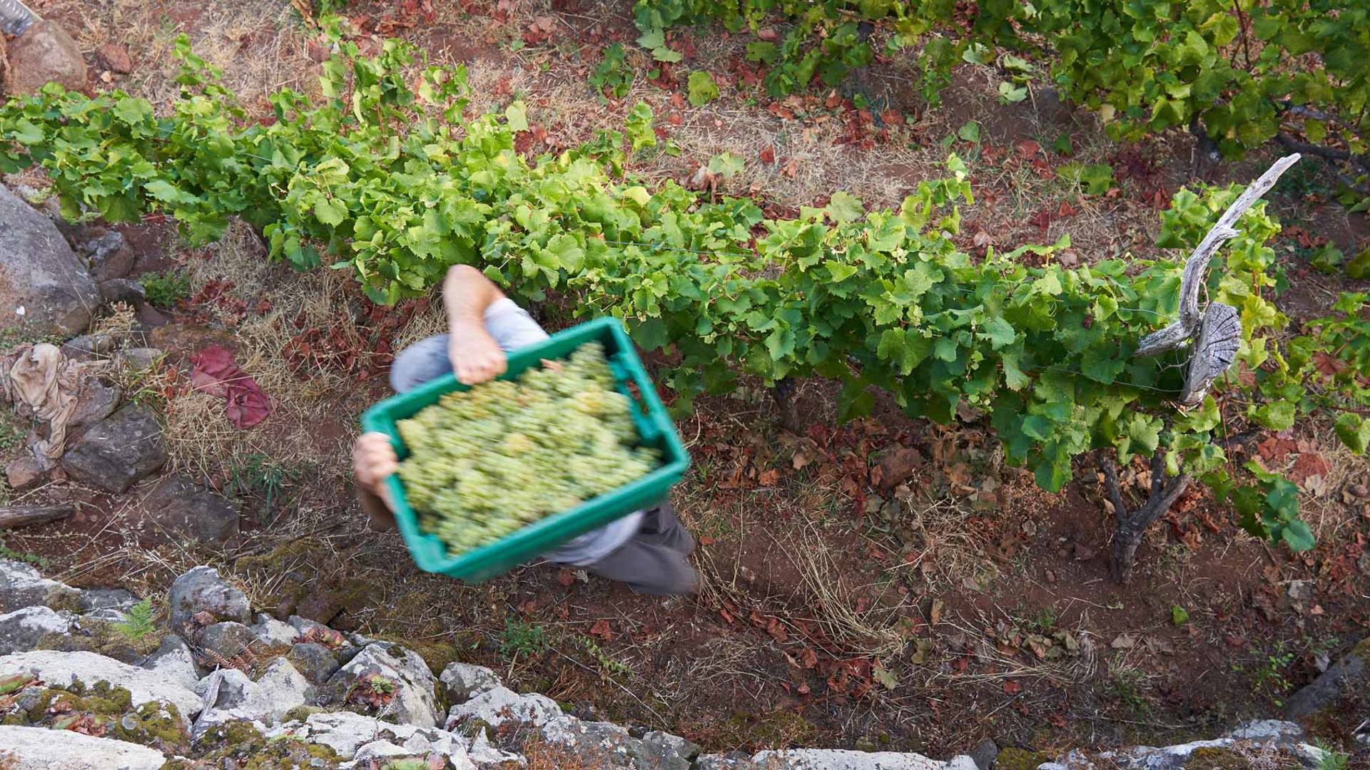 Hombre transportando una caja con uvas entre los viñedos, en la isla de Madeira.