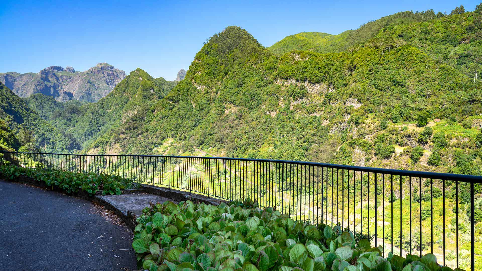 Mirador con plantas verdes y vista a la montaña.