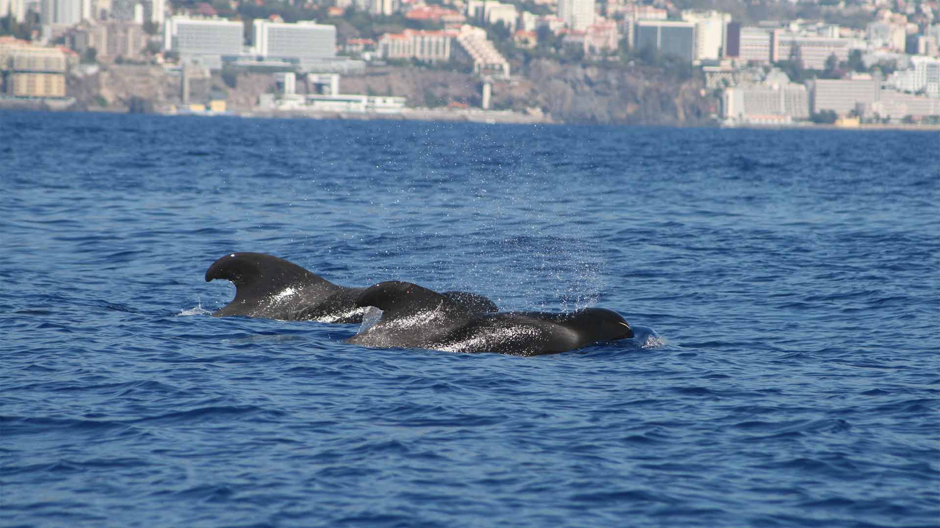 avistamiento de ballenas y delfines madeira 9