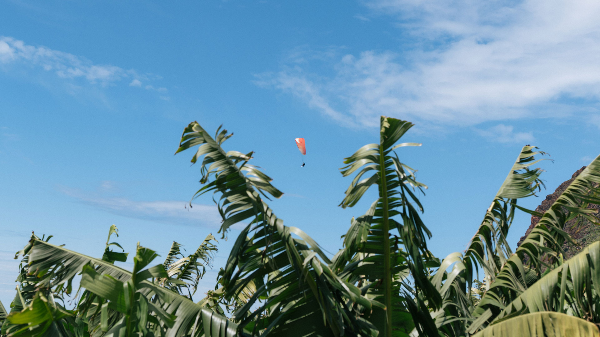 Gleitschirmfliegen am Himmel von Madeira mit Bananenstauden im Vordergrund.