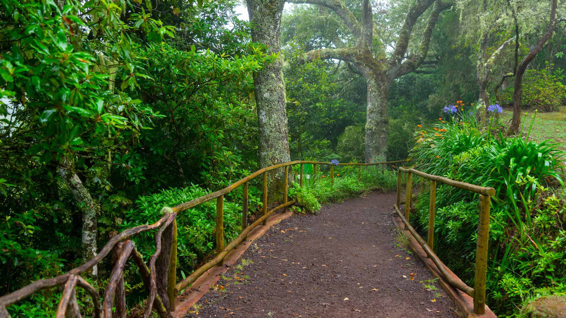 Sendero con cerca de madera y árboles alrededor en Madeira.