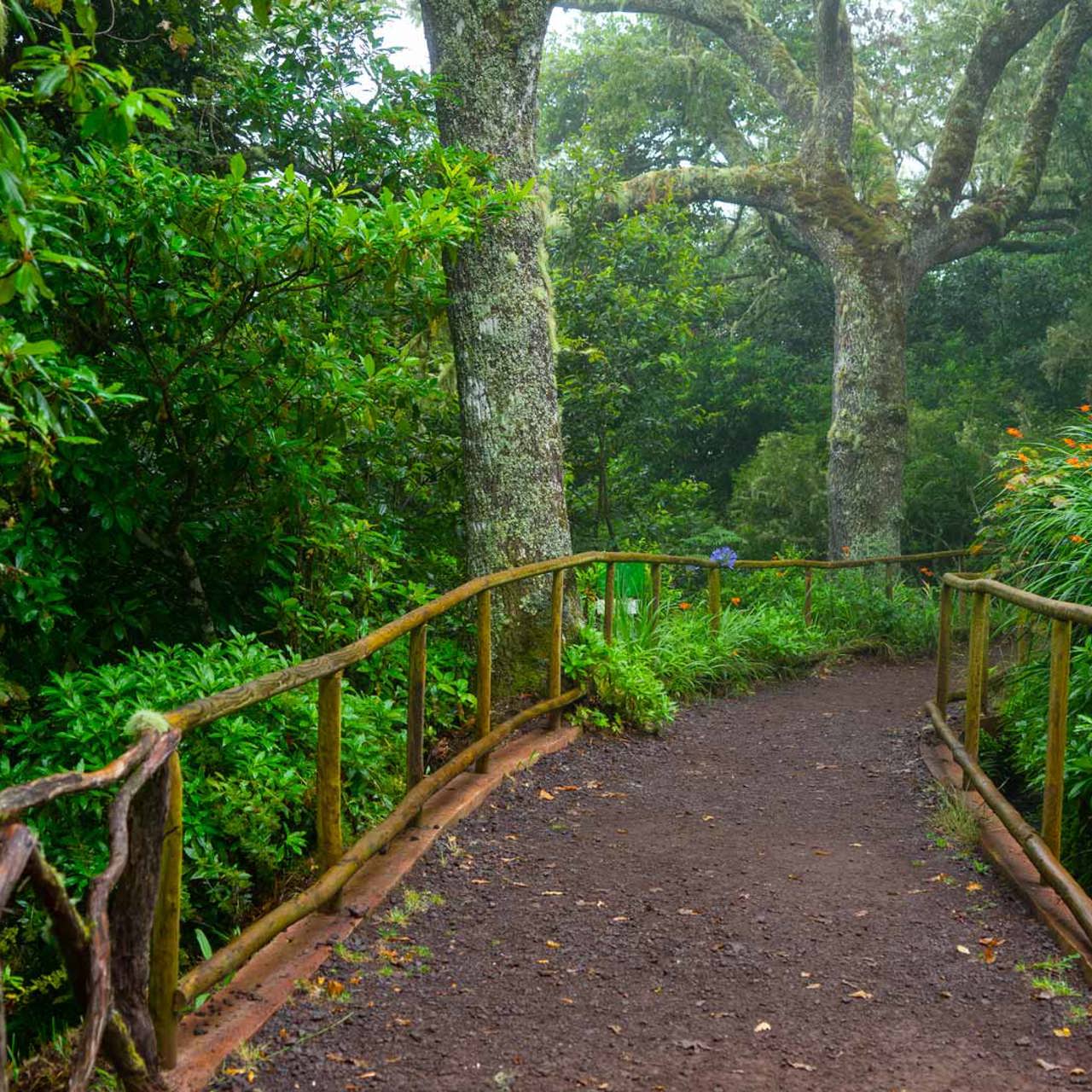 Sendero con cerca de madera y árboles alrededor en Madeira.