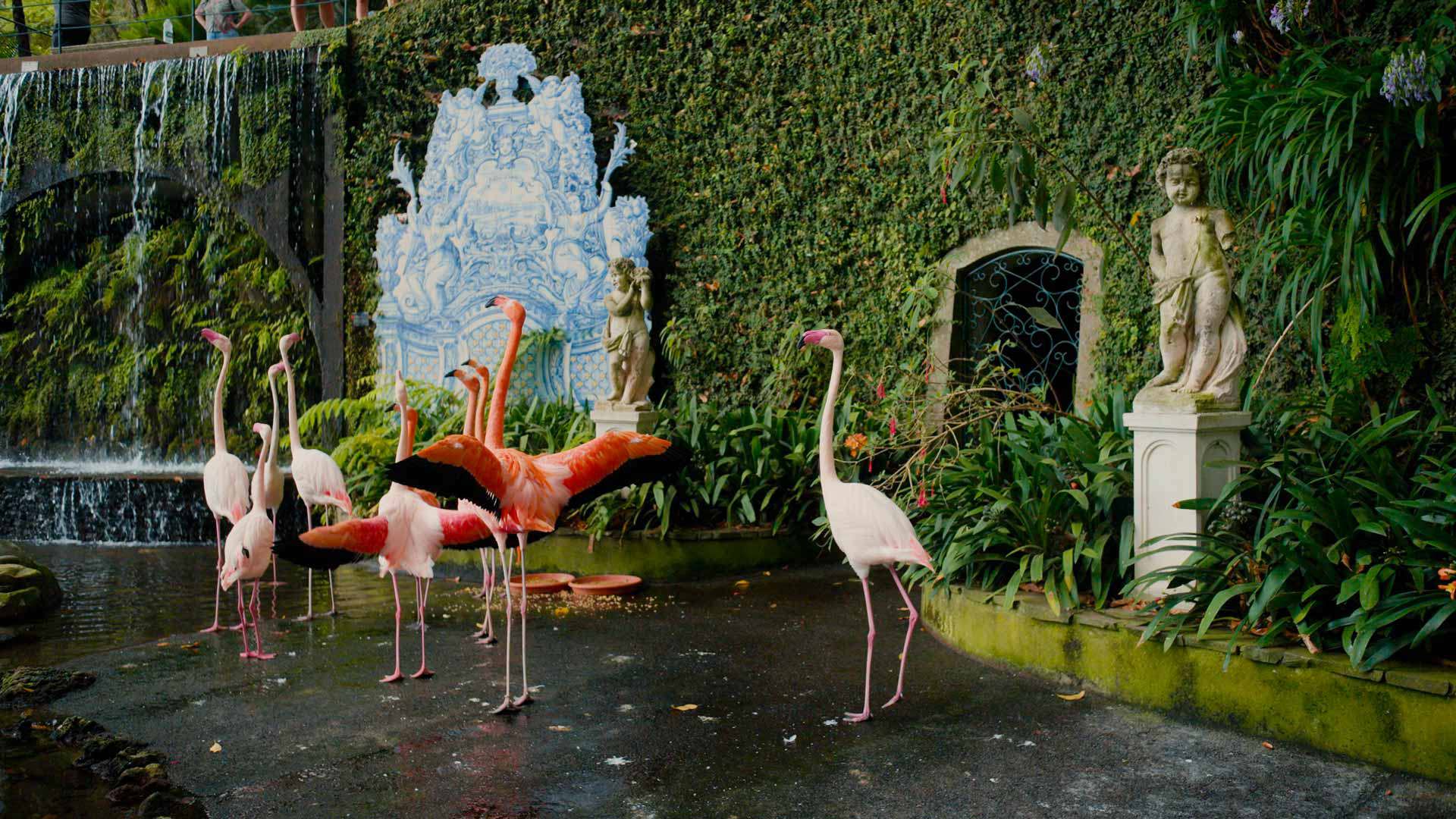 Flamingos entre vegetação no Jardim Tropical Monte Palace Madeira.
