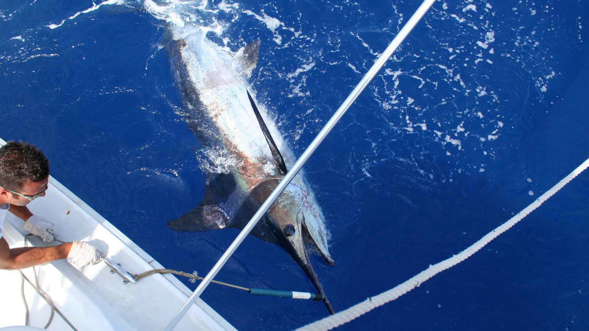 pêche sportive à madère 4