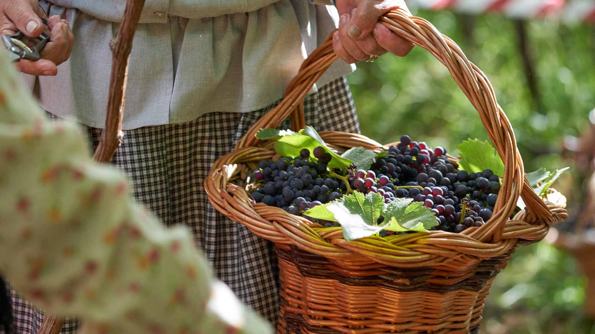 Personne pendant les vendanges avec un panier rempli de raisins, sur l'île de Madère.