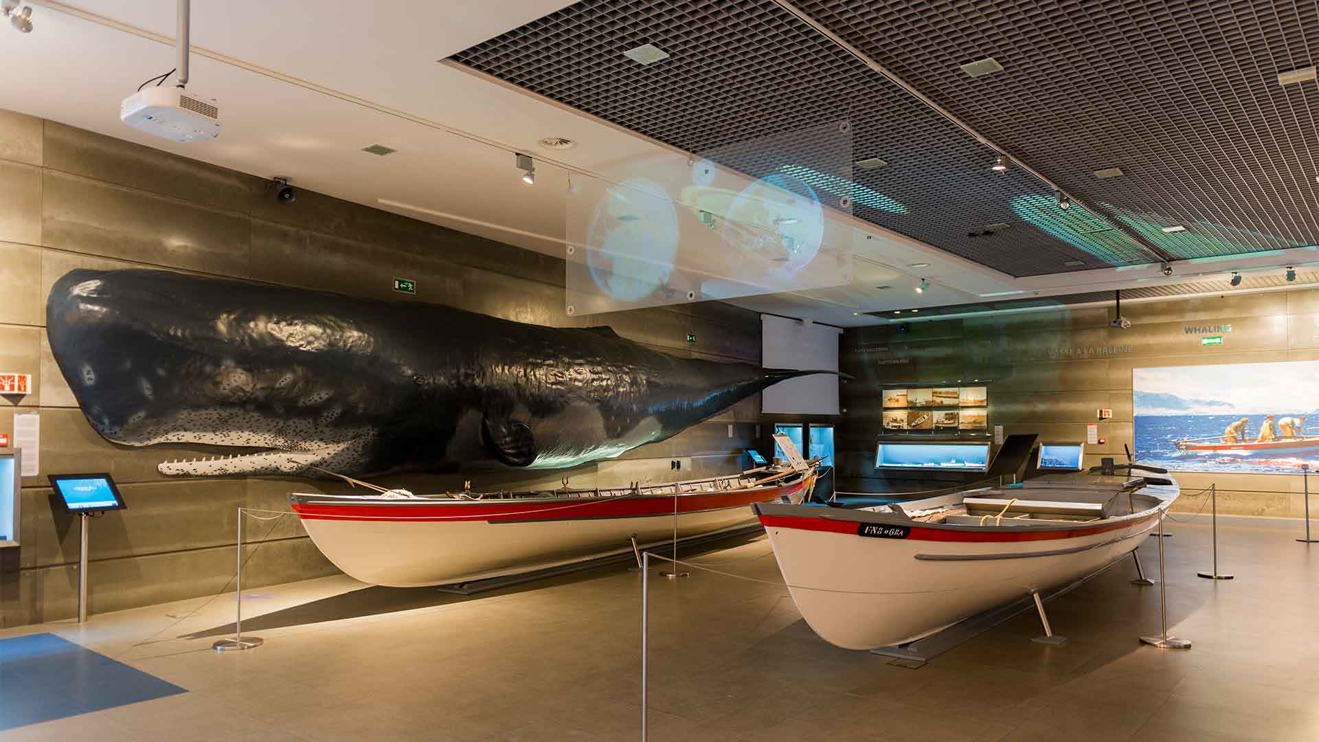 musée de la baleine 4