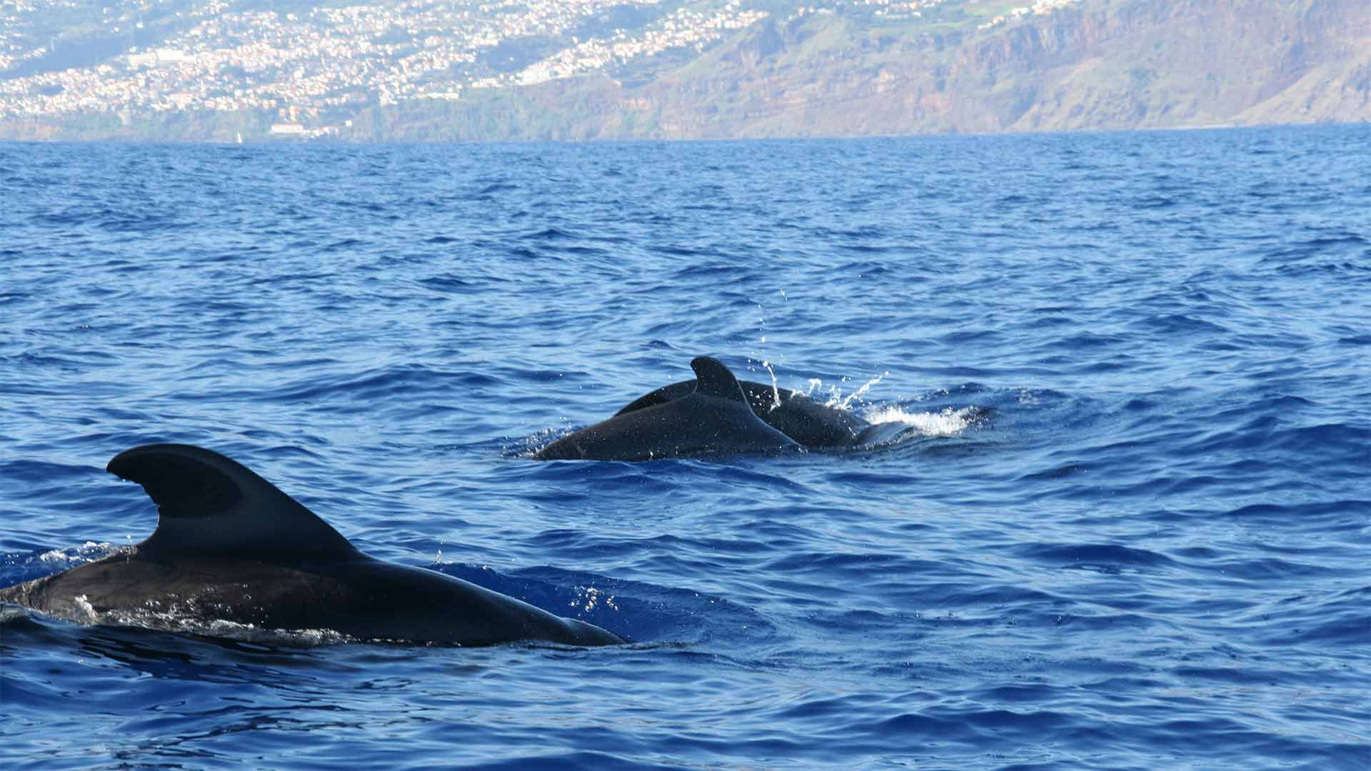 avistamiento de ballenas y delfines madeira 11