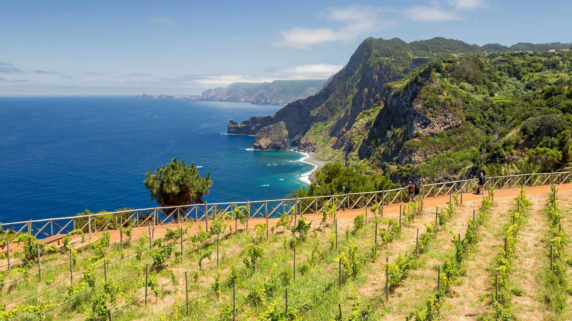 Vineyards on the coast of Madeira Island overlooking the sea.