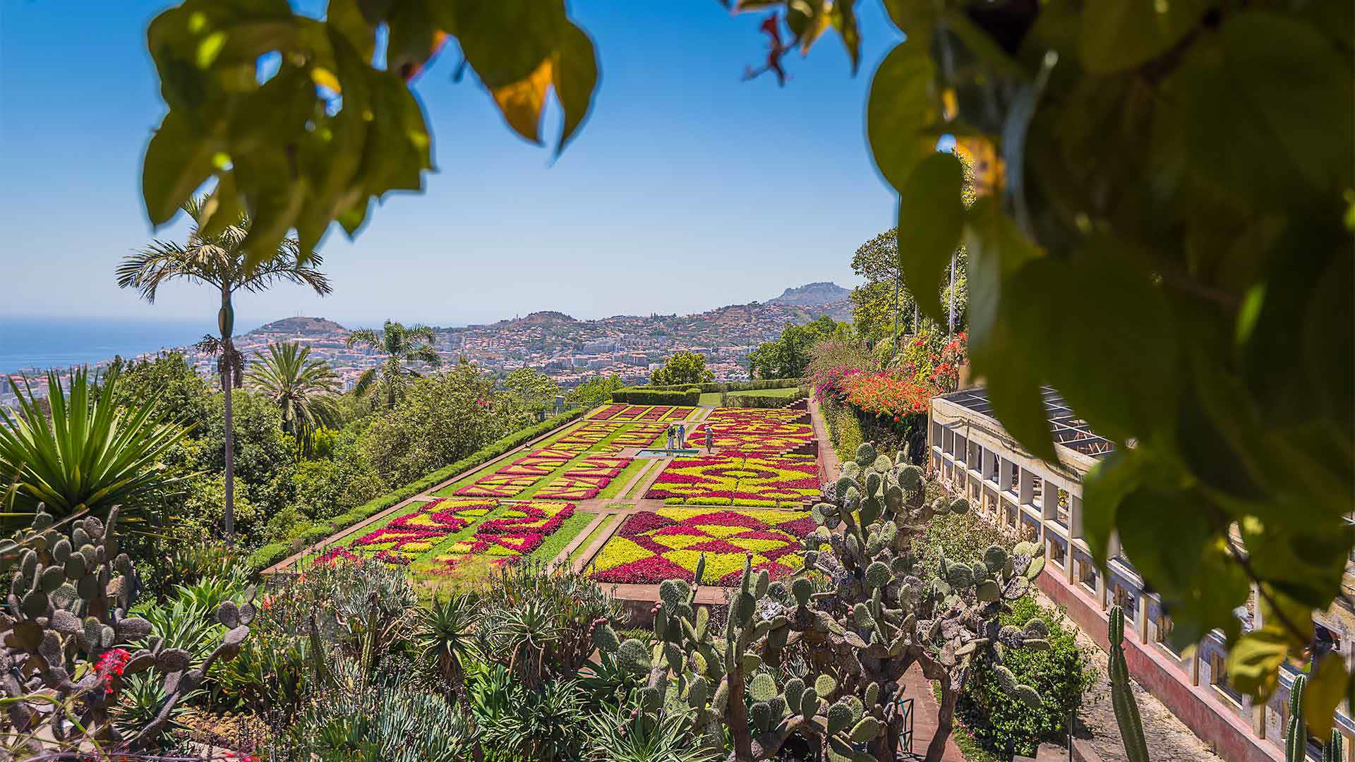 Colorful flowers at the Botanical Garden overlooking Funchal on Madeira Island.