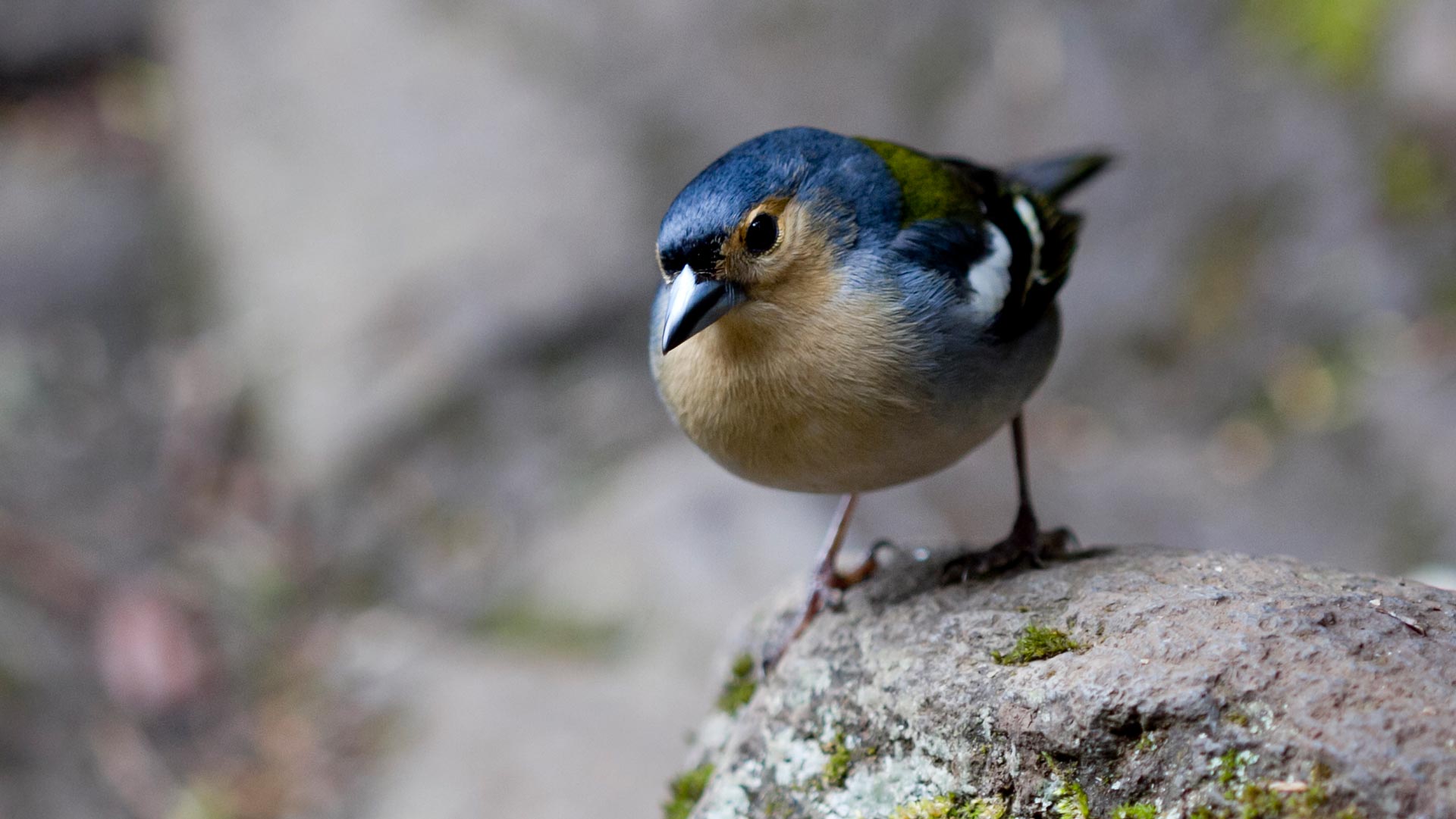 Blauer Vogel auf einem Felsen.